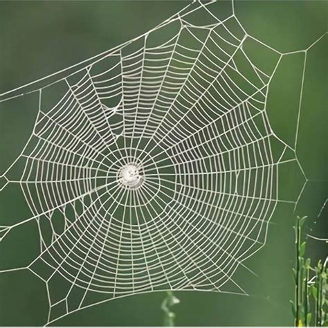 Comparison Of The Mechanical Properties Of Spider Silk And Other