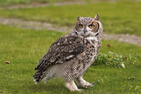 Hybrid Owl stock image. Image of royal, hunting, predator - 9461749