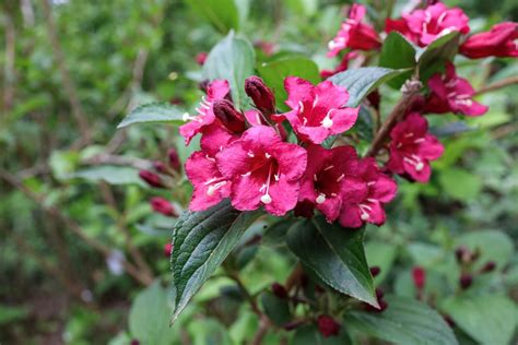 All Weigelas Can Be Pruned In The Same Way Its Best Done Straight After Flowering