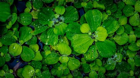 Pistia Stratiotes Plants Floating On Water 19928008 Stock Photo At Vecteezy