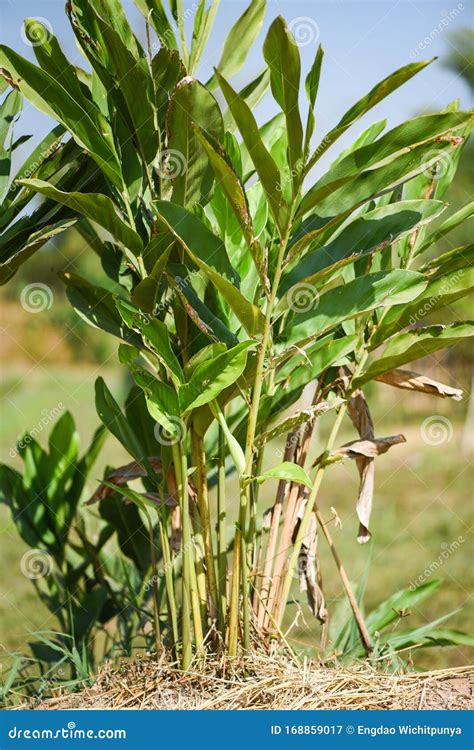 Fresh Galangal Tree Growing In The Garden For Food And Herb In Thai