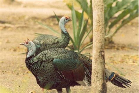 Ocellated Turkey - BirdForum Opus | BirdForum