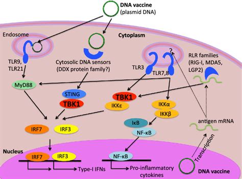 Schematic Diagram Of The Expected Intracellular Signaling Pathways