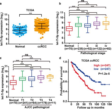 Let 7i 5p Enhances Cell Proliferation Migration And Invasion Of CcRCC