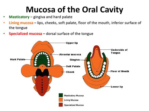 What Are The Three Types Of Oral Mucosa Slidesharedocs