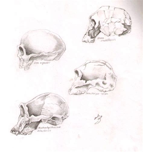 skulls of early hominids by lintball13 on deviantART