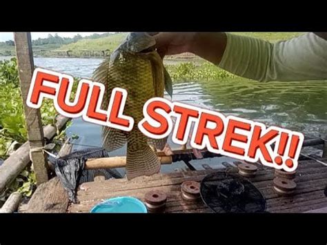 Mancing Cirata Kemaren Banyak Ikan Yang Tak Terselamatkan Youtube