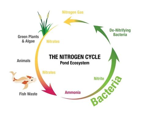 Algae Control Buck S Landscape Material