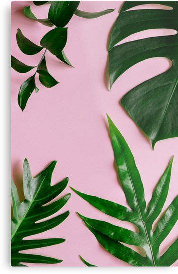 Some Green Leaves On A Pink Background