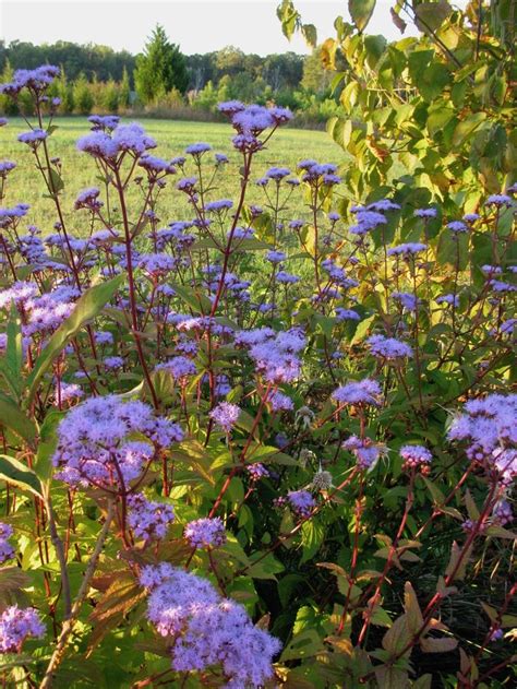 Plants North Carolina Native Plant Society Native Plant Landscape Native Garden Native Plants