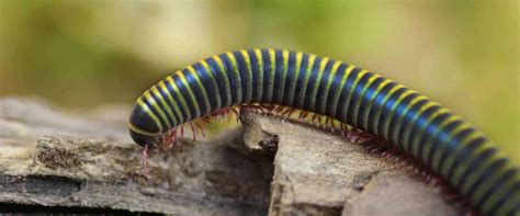 Bumblebee millipede: A practical care guide | Keeping Bugs