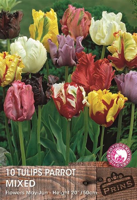 Parrot Tulip Bulbs Mixed Wpc Prins Quality Spring Bulbs Pack