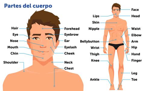 Las partes del cuerpo humano en inglés y español para memorizar