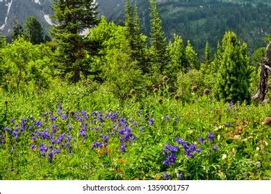 Leuzea Carthamoides Images Stock Photos Vectors Shutterstock