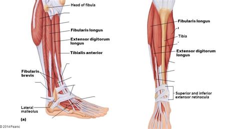 Muscles Of Anterolateral Leg Diagram Quizlet