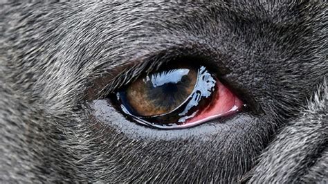 Eye Infection in Dogs – Types, Symptoms, Causes, And Prevention! | Pets ...