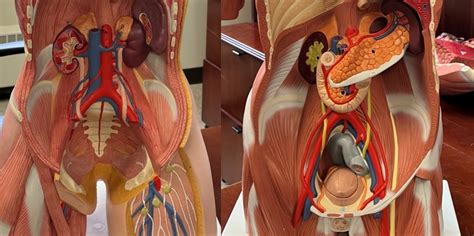 BIO 253 Practical 2 Arteries Veins Lower Body Diagram Quizlet