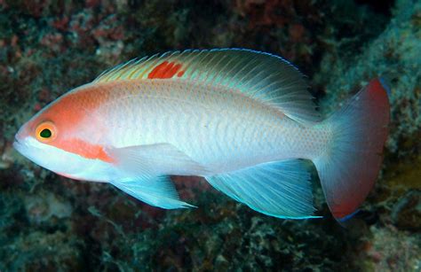 Pseudanthias Hypselosoma Bleeker 1878