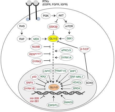 Frontiers Non Canonical Hedgehog Signaling Pathway In 58 Off