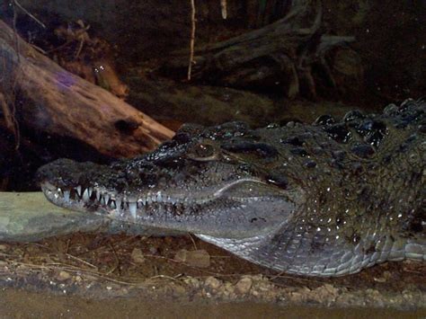 Philippine Crocodile: WhoZoo