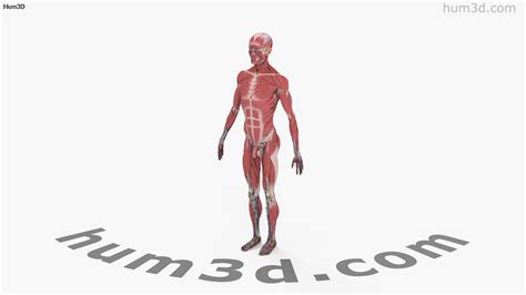 360 View Of Complete Male Anatomy 3d Model 3dmodels Store