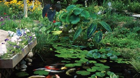 Top Pond Plants For Shaded Areas Diapteron Shop