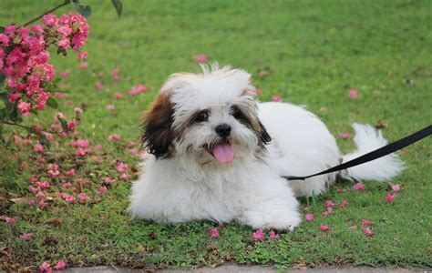 Los Problemas De Salud M S Comunes En Lhasa Apsos Con Mis Mascotas