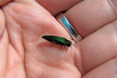 Parasitoid Wasps Fight Emerald Ash Borers On Beaver Island