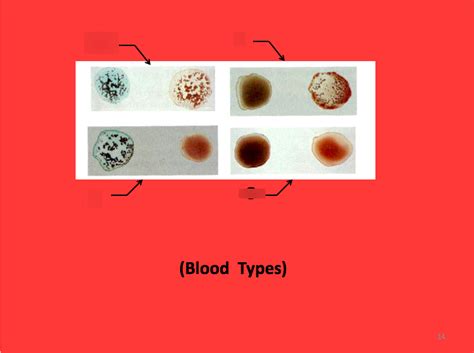 Blood Types Diagram Quizlet