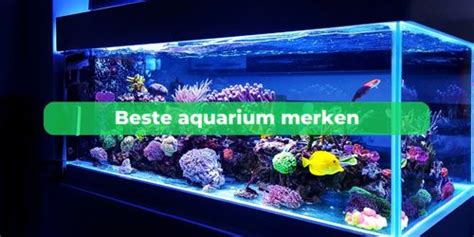 Dit Zijn De Beste Aquarium Merken Van 2025 Kijk Snel