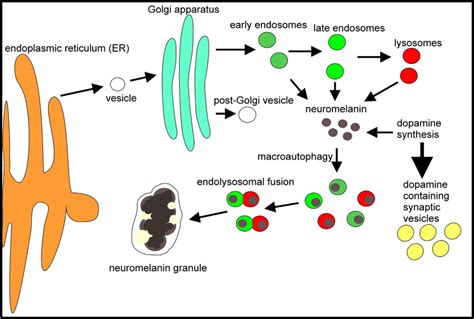 Scheme Of Putative Neuromelanin Granules Genesis Proteins Identified Download Scientific