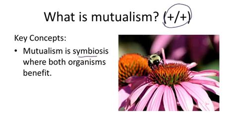 Relationships Among Populations Example 3 Video Biology Ck 12 Foundation