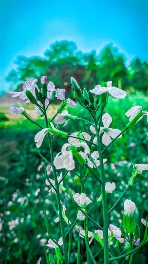 The White Flowers Of The Radish Tree Stock Image Image Of Organic