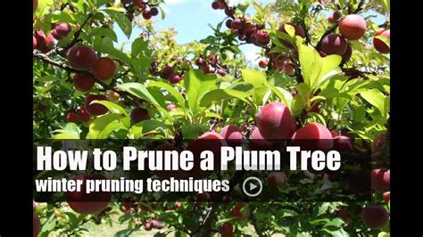 How to Prune a Plum Tree | Plum tree, Pruning plum trees, Pruning fruit ...