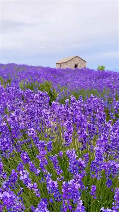 Lavender Fields: An immersive guide by Aesthetics