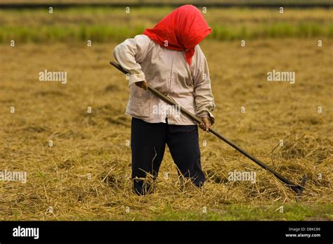 farmer harvesting crops Stock Photo - Alamy