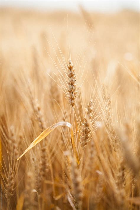 "Wheat Growing In The Fields" by Stocksy Contributor "Mental Art ...