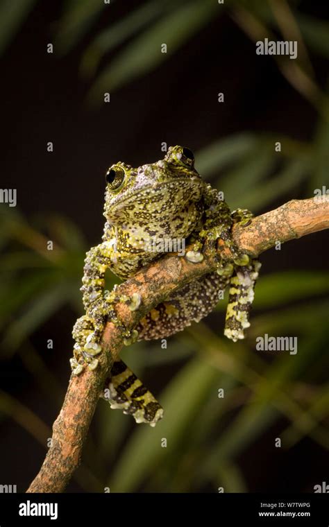 Vietnamese Mossy Frog Theloderma Corticale Clinging To Branch Native