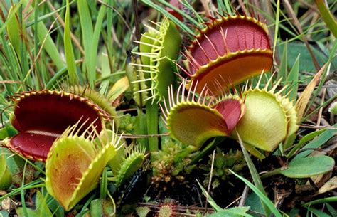 Carnivorous Plants