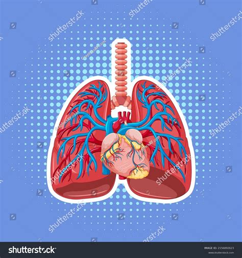 Vektor Stok Human Internal Organ Lungs Illustration Tanpa Royalti