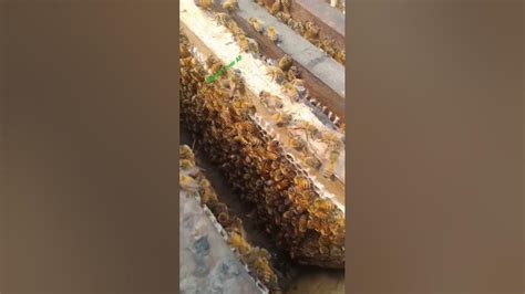 Bee Honey 🐝 Farming Subscribe More Videos Beefarming Bee Beehoney Shorts Satisfying