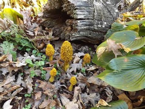 Mushrooms Spawns And Kits Yellow Morel Mushroom Spores Sawdust Bag