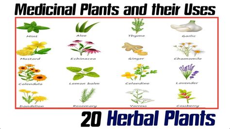 Medicinal Plants And Their Uses Medical Plants Names Medicinal