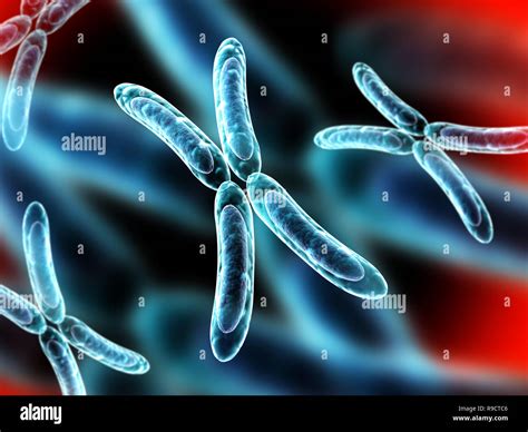 X chromosome hi-res stock photography and images - Alamy 