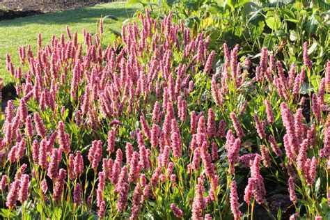 Persicaria Affinis Donald Lowndes Ballyrobert Gardens