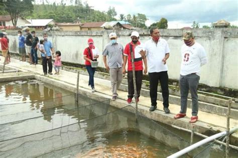 Bangun Ketahanan Pangan Pemkab Taput Sediakan Benih Ikan Ekonomi