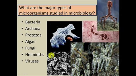 Chapter 1 Part 1 Introduction To Microbiology Youtube