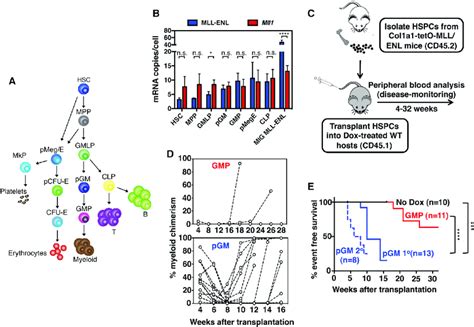 Mll Enl Driven Leukemia From Myeloid Progenitors Is Influenced By Stage