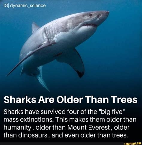 Igi Dynamic Science Sharks Are Older Than Trees Sharks Have Survived