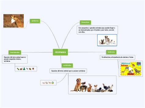 Mapa Del Reino Animal